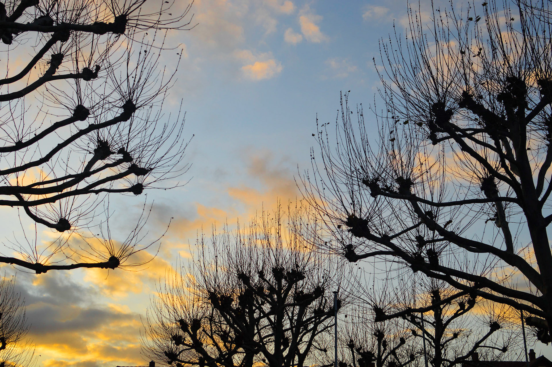 Bäume im Abendlicht