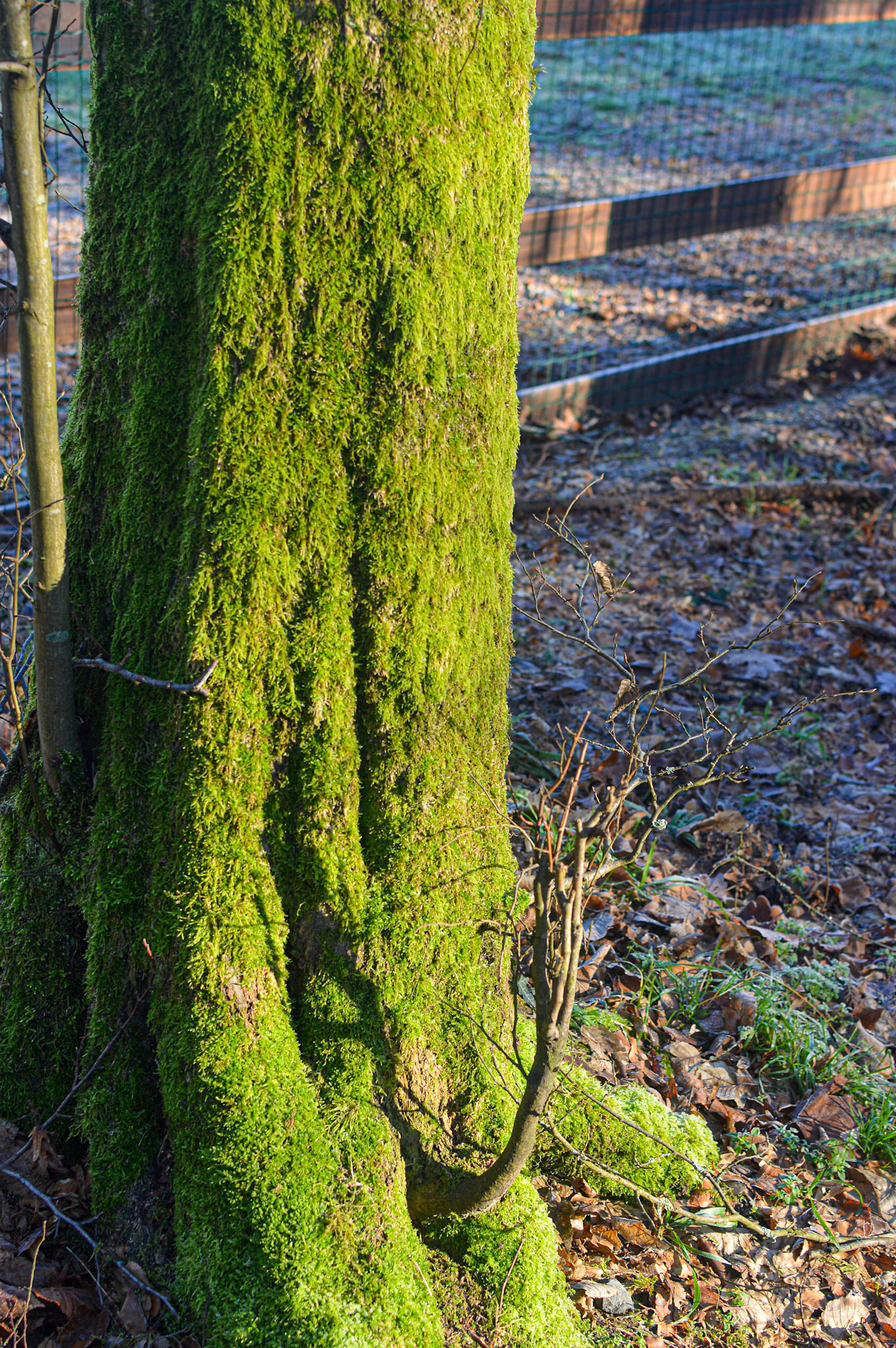 Grün im Winter