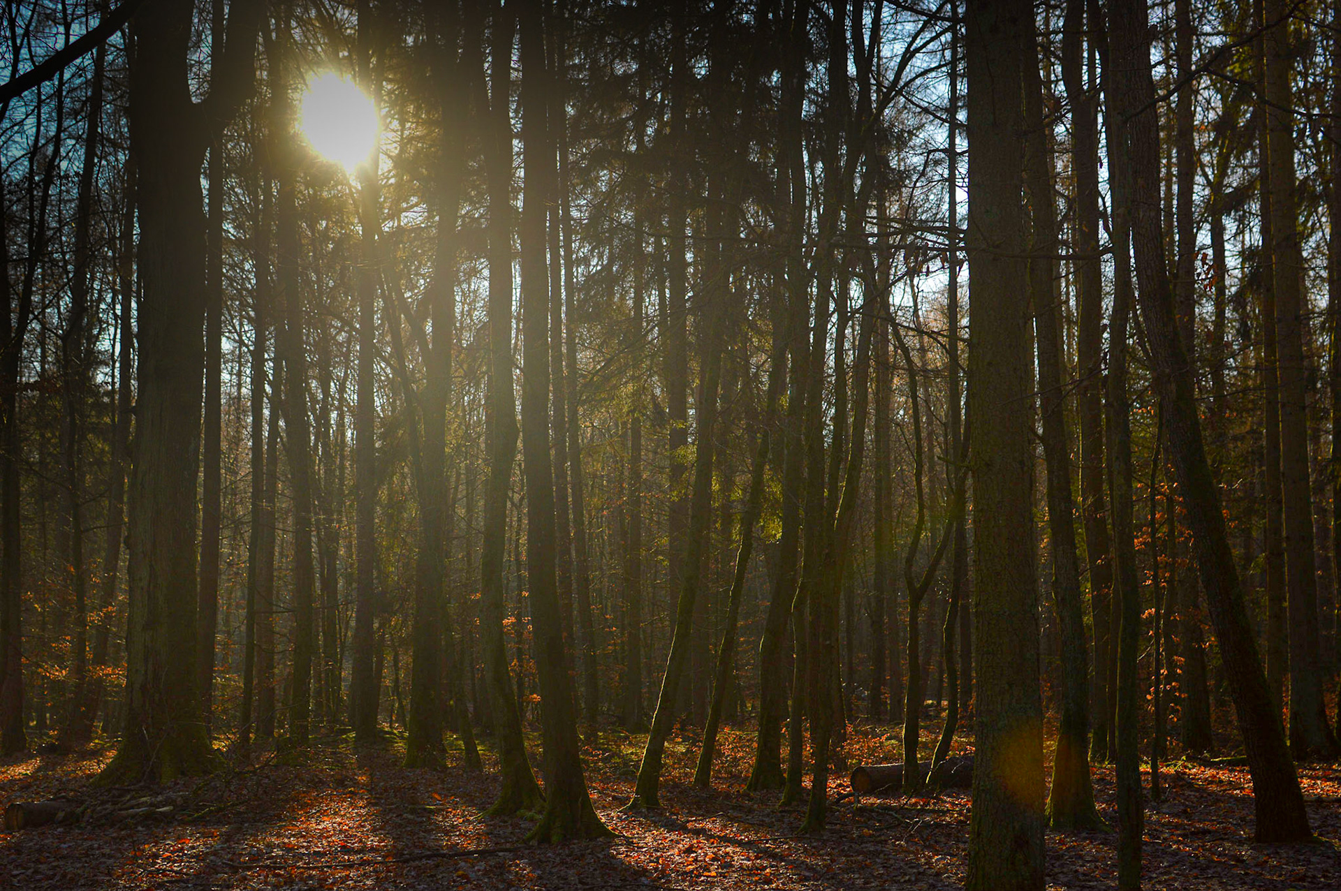 Waldspaziergang