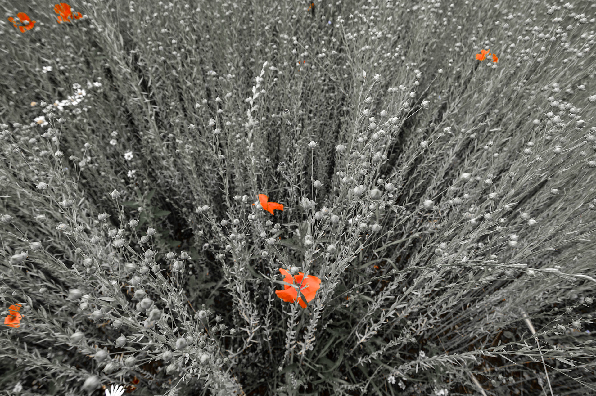 Removed green and yellow saturation so only the poppies kept their color.