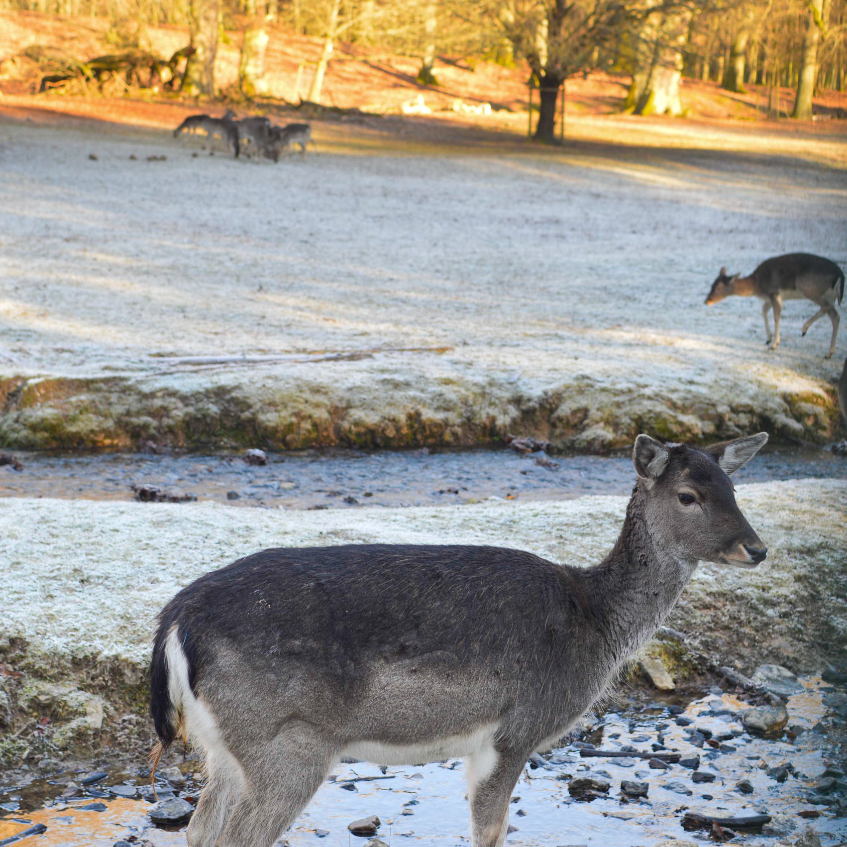 Am Hirschgarten