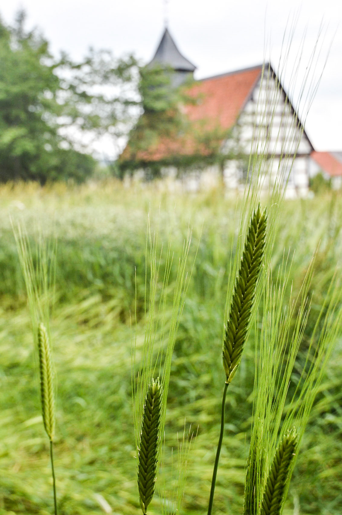 Did not think about using a flash to light up the foreground. Next time.