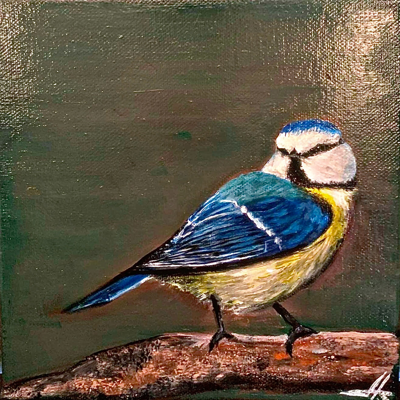 Blue tit- acrylic on canvas - 30x30 cm