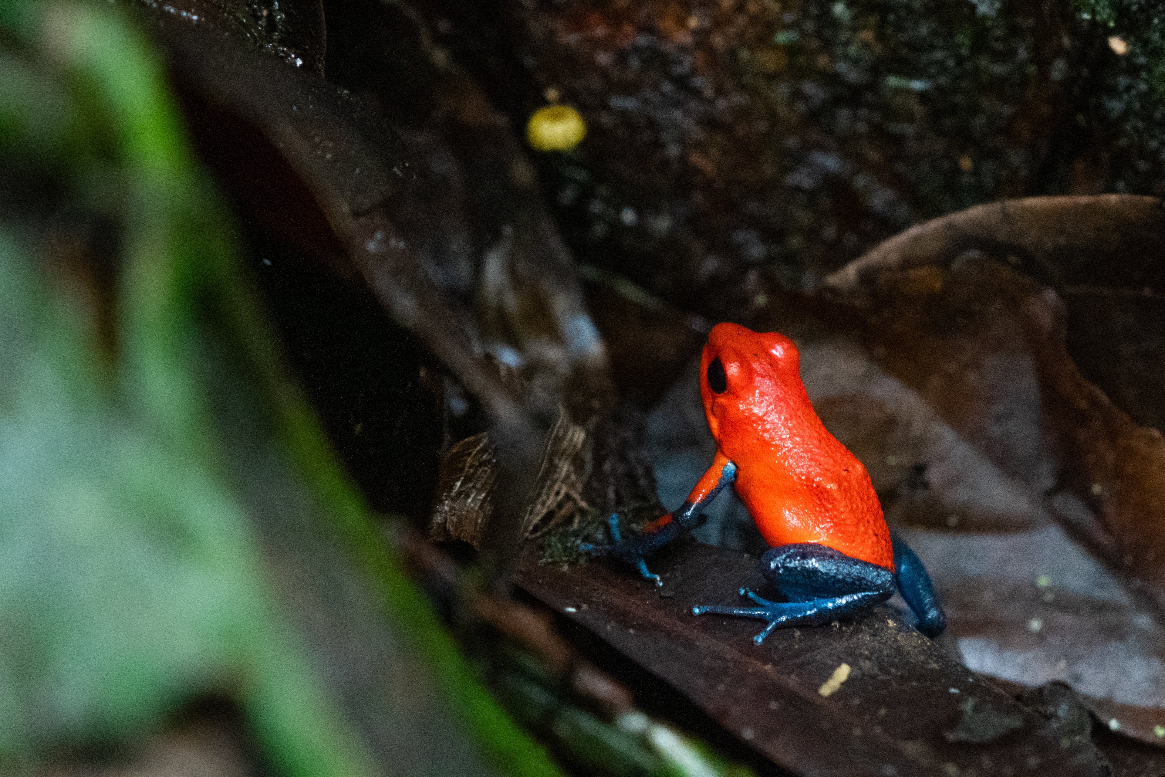 Fortuna, Costa Rica