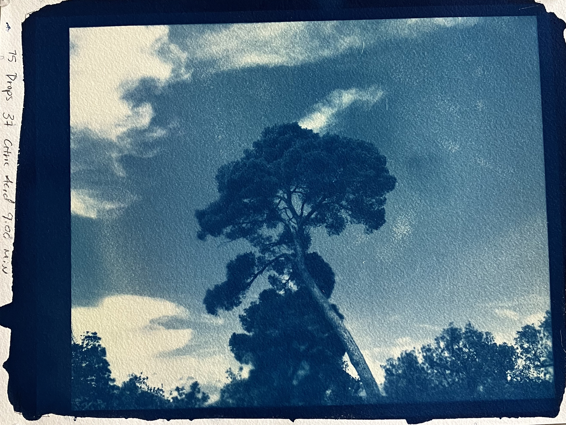 cyanotype, 2023