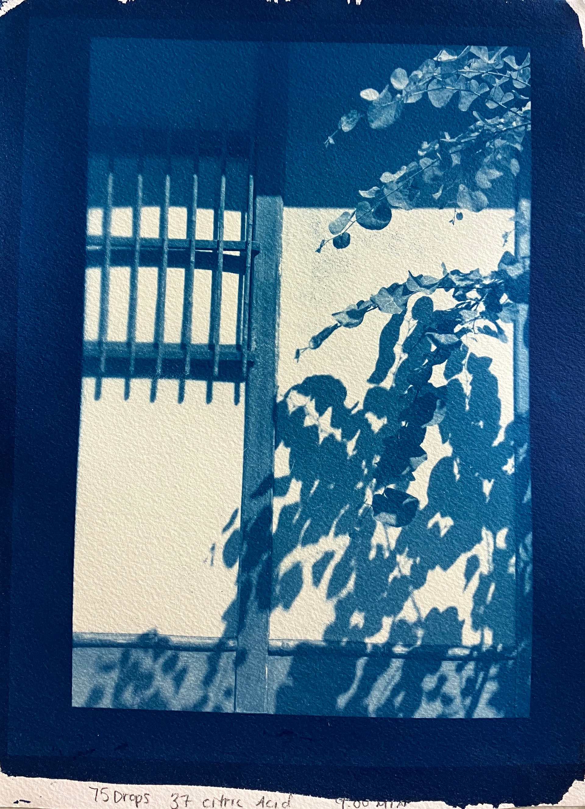 cyanotype, 2023