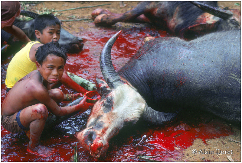 île des Célèbes - Indonésie