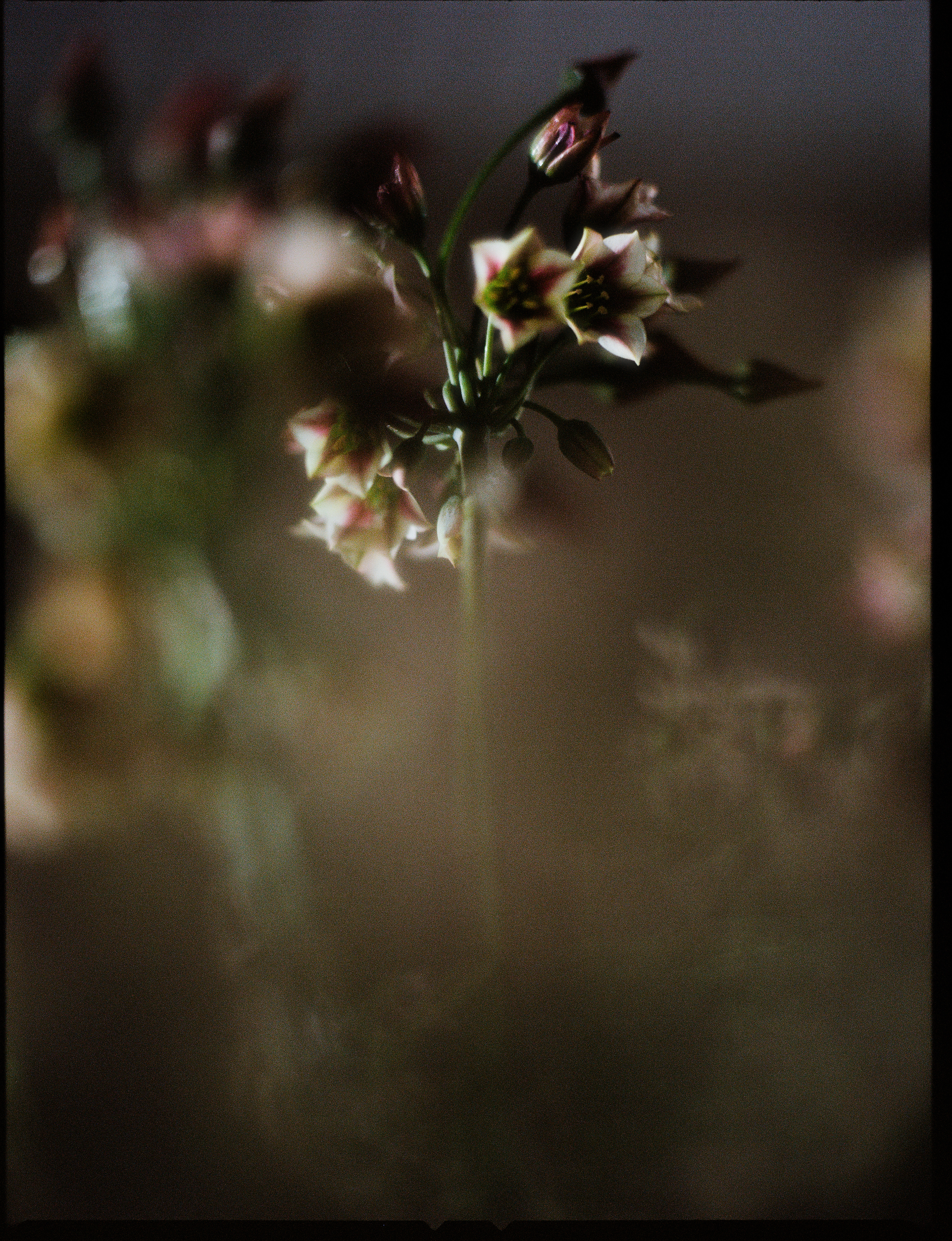 © Alexis Rodríguez Cancino. All Rights Reserved.