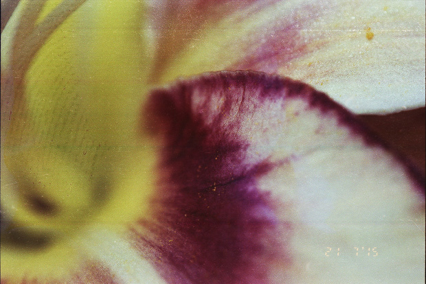 © Alexis Rodríguez Cancino. All Rights Reserved.