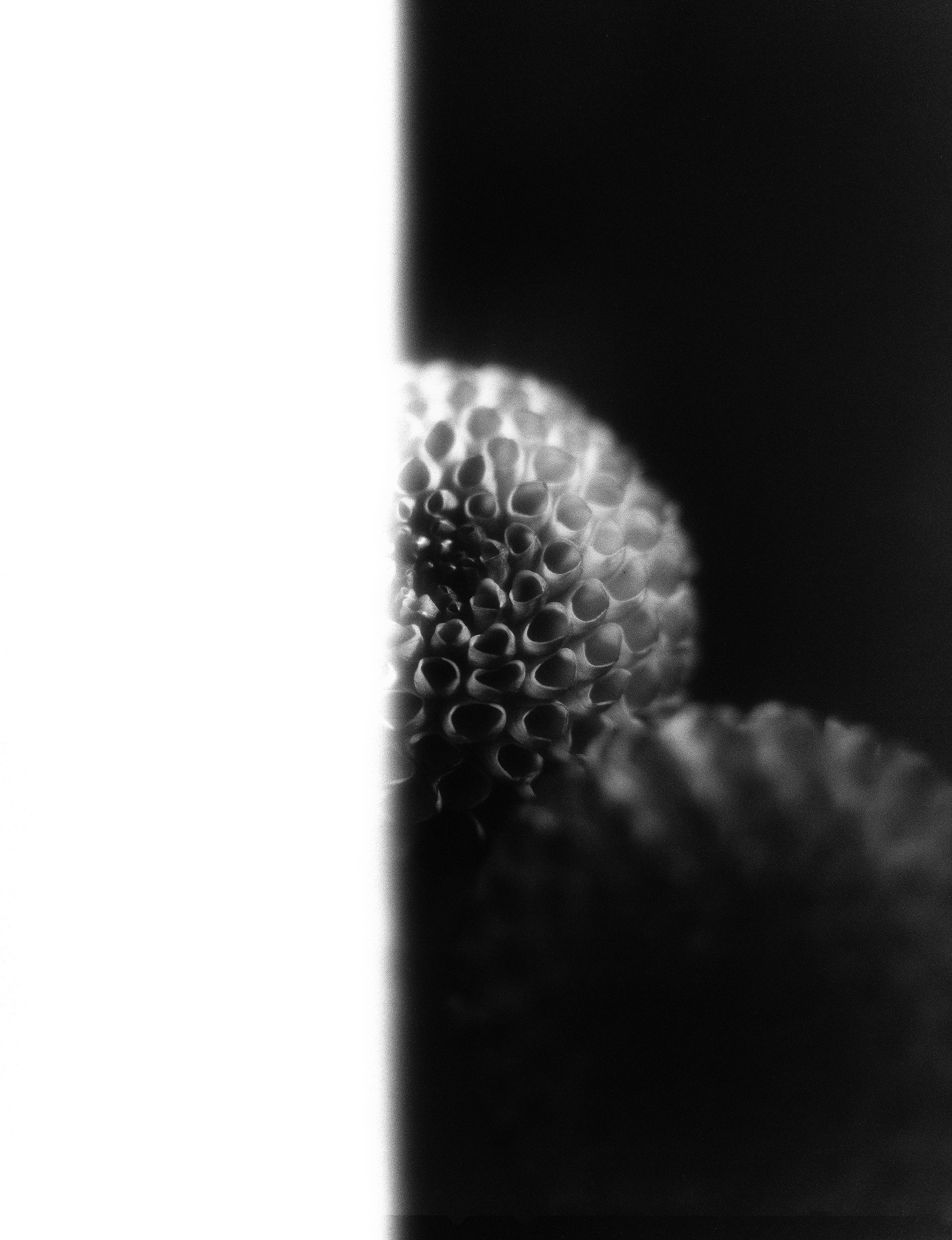 © Alexis Rodríguez Cancino. All Rights Reserved.