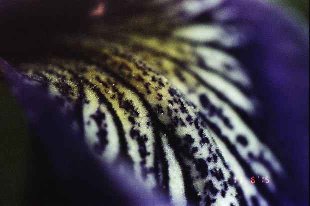 © Alexis Rodríguez Cancino. All Rights Reserved.