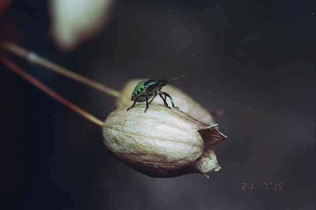 © Alexis Rodríguez Cancino. All Rights Reserved.