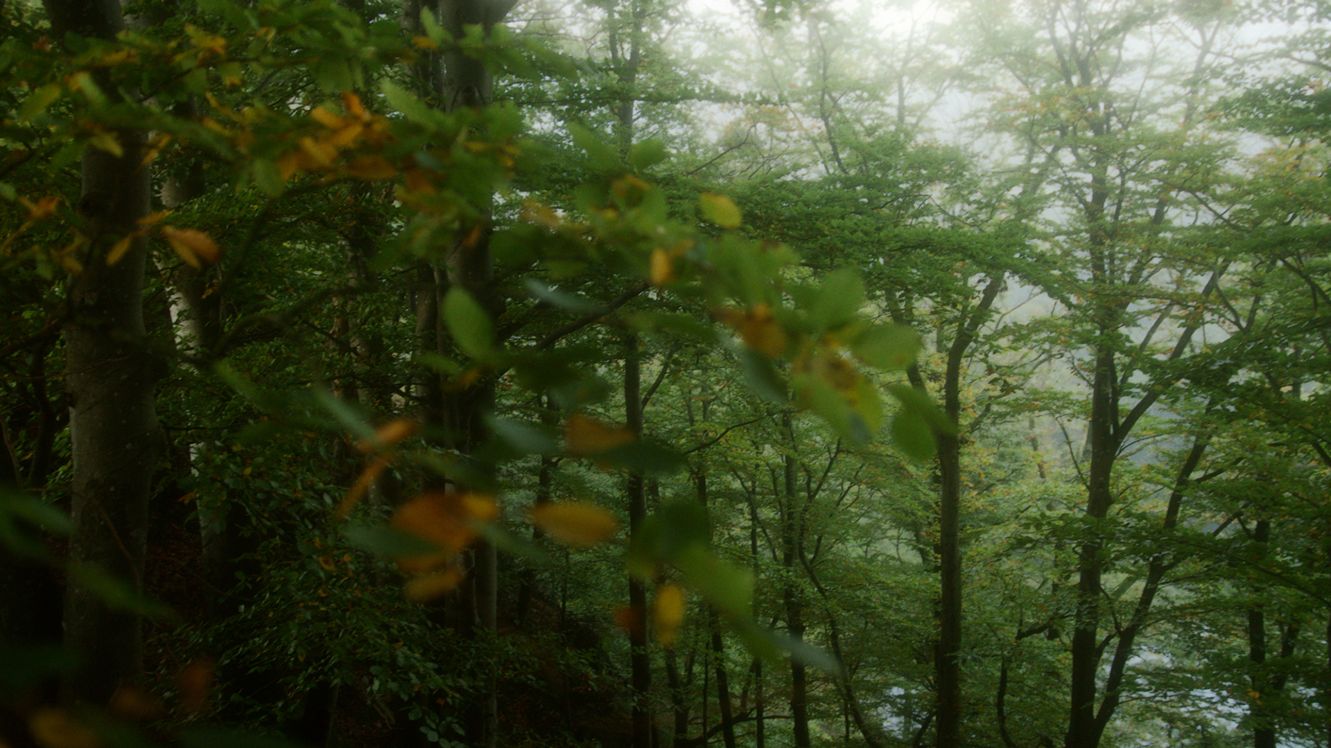 Native Instruments / Sebastian Mullaert - Röstånga, 2021