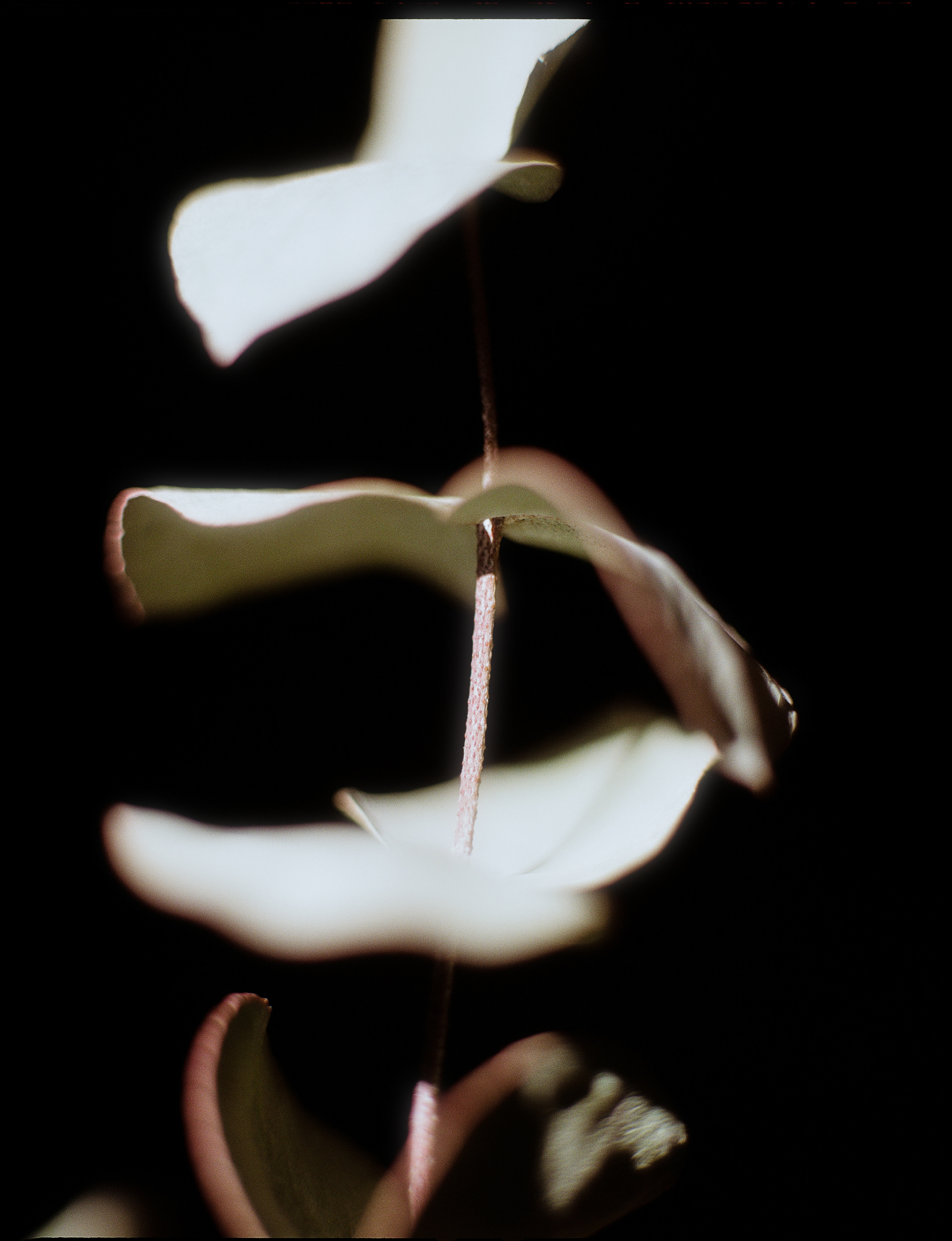 © Alexis Rodríguez Cancino. All Rights Reserved.