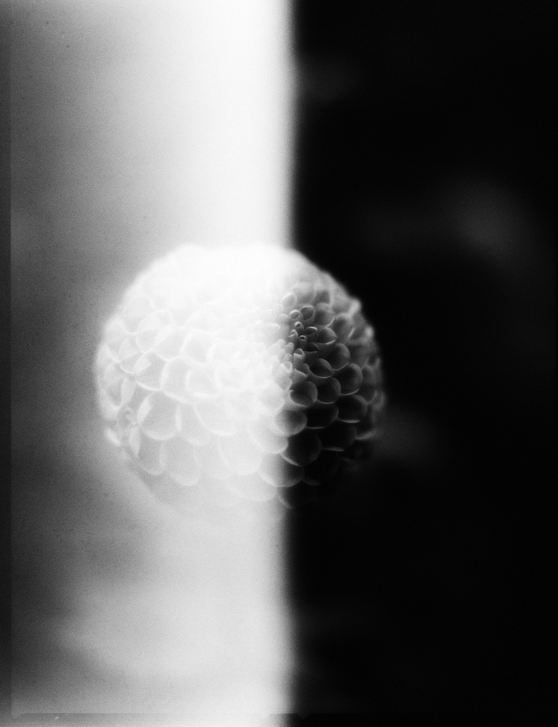 © Alexis Rodríguez Cancino. All Rights Reserved.