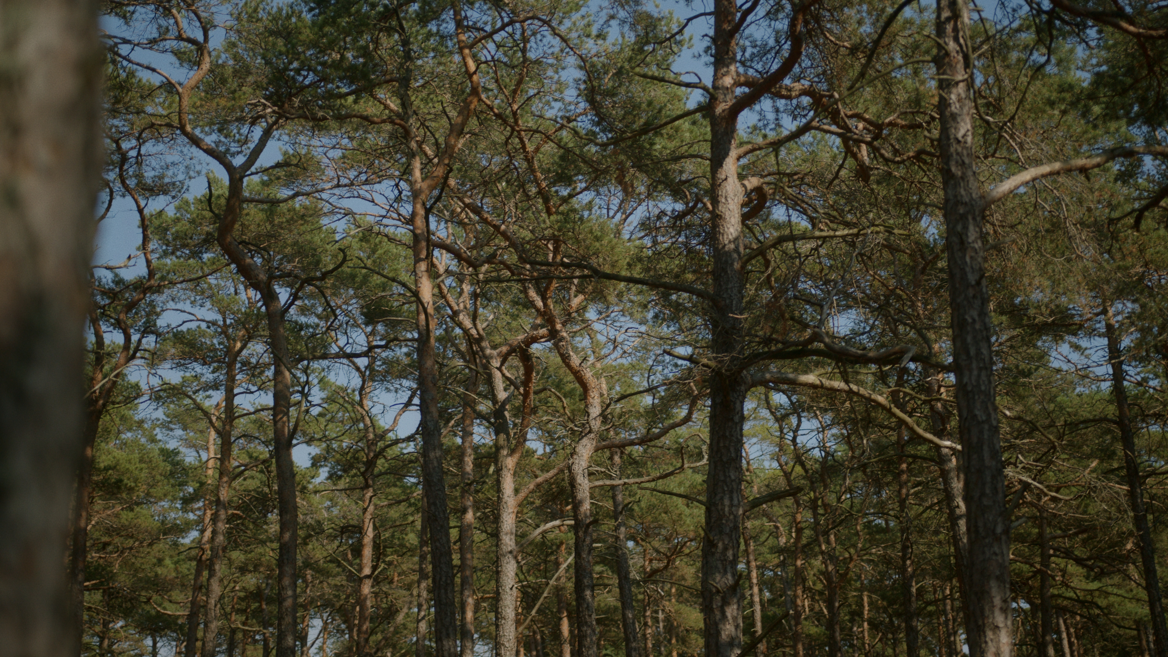 Liminal / Jannik Jivung - Hölviken 2022