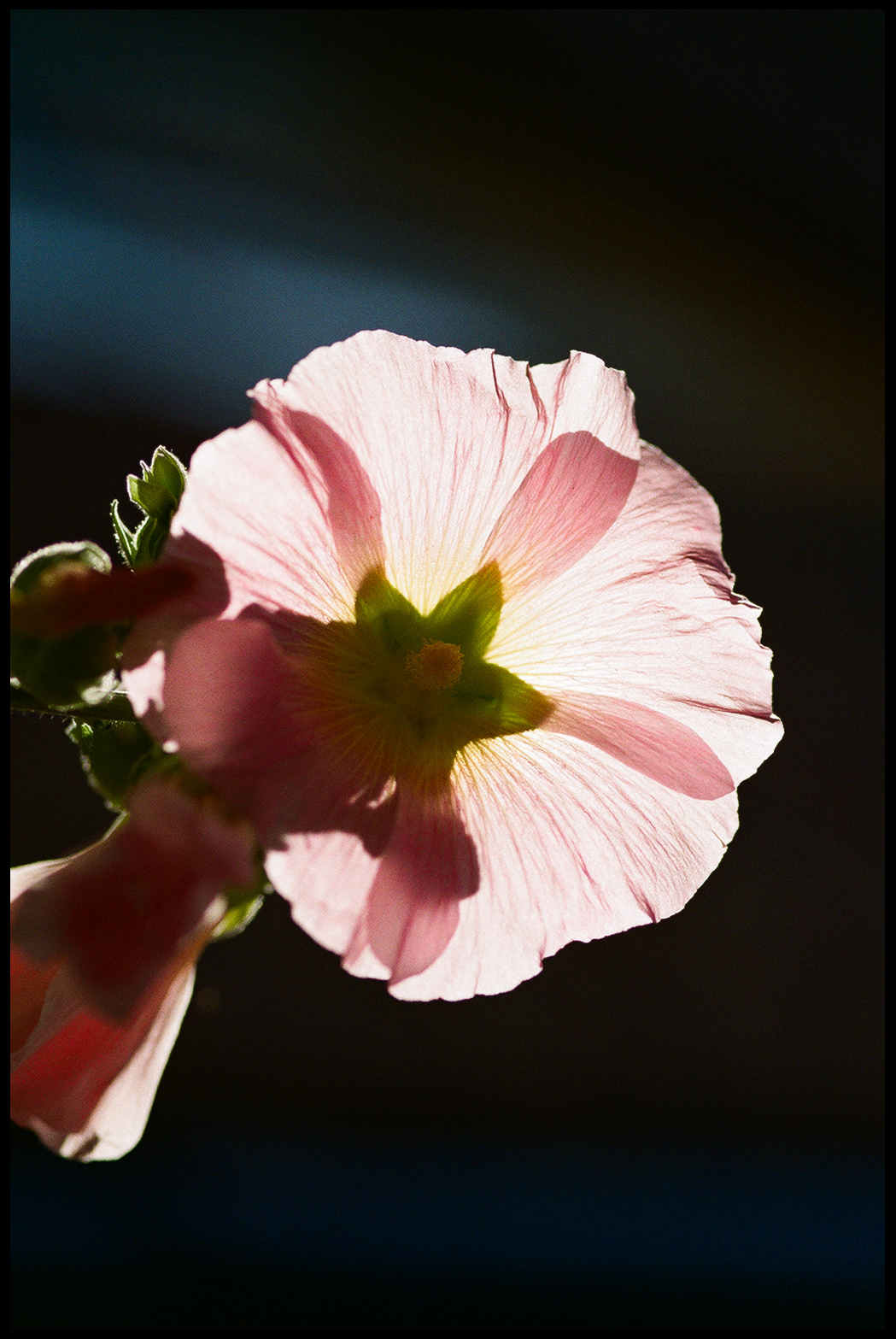 © Alexis Rodríguez Cancino. All Rights Reserved.