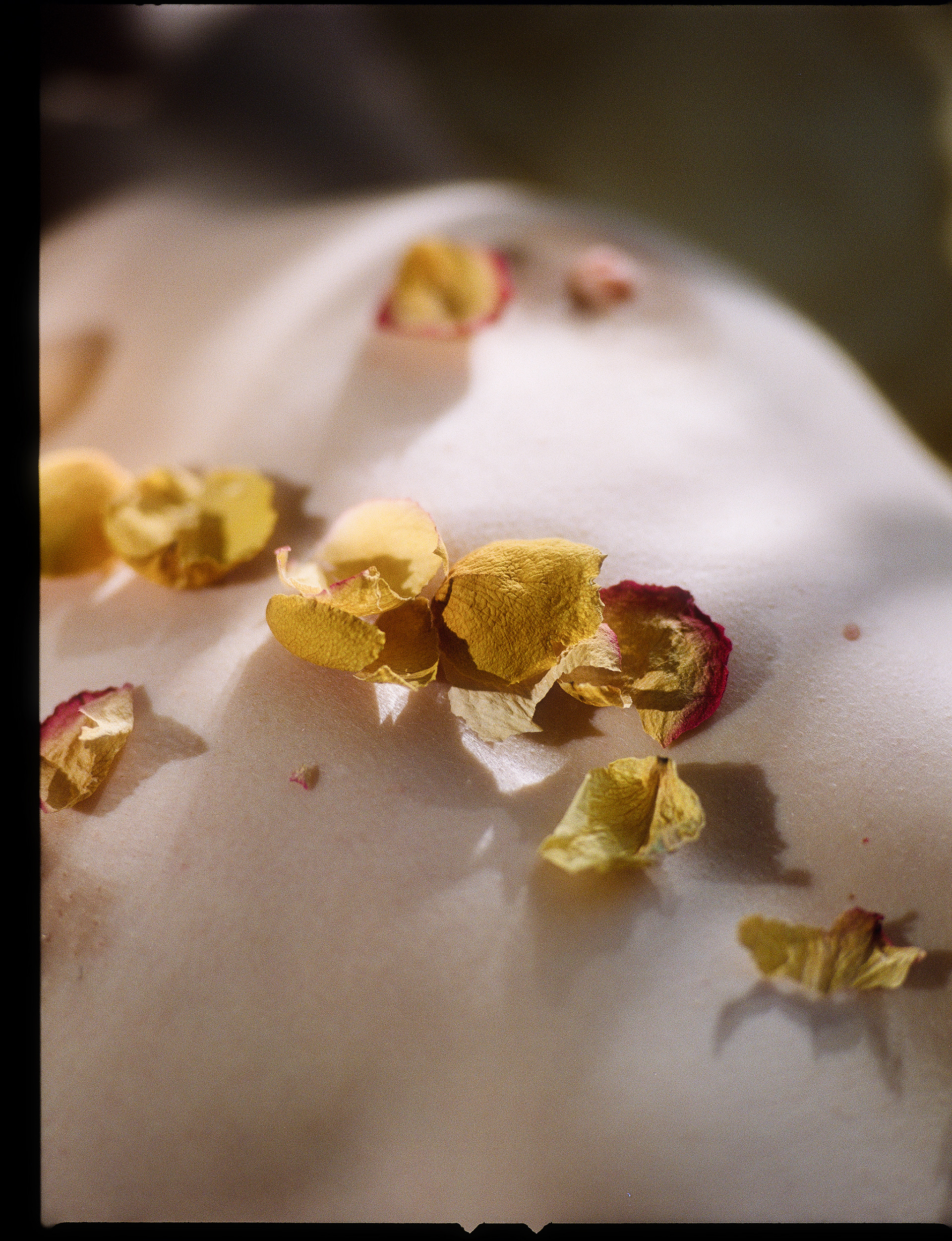 © Alexis Rodríguez Cancino. All Rights Reserved.