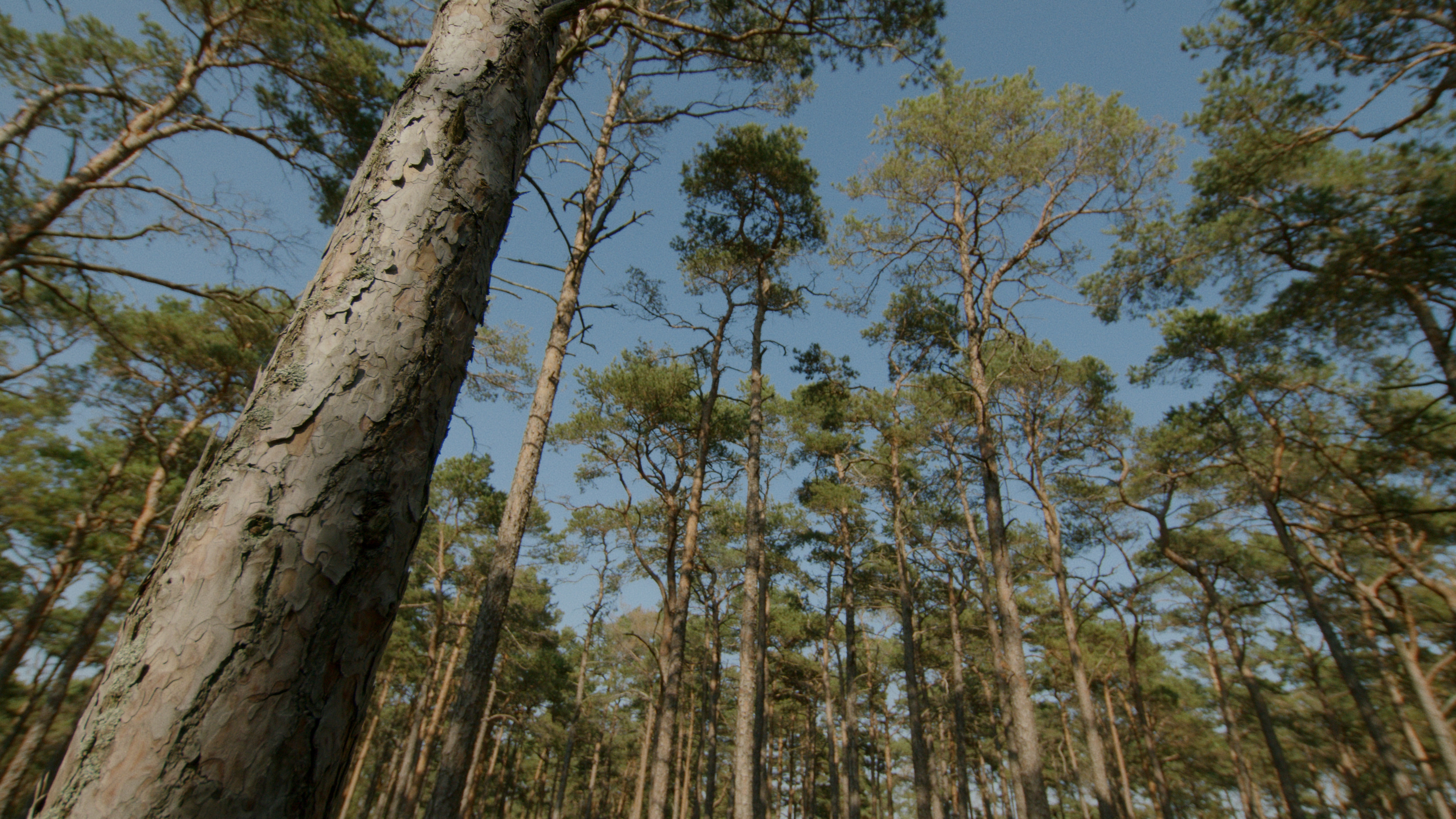 Liminal / Jannik Jivung - Hölviken 2022