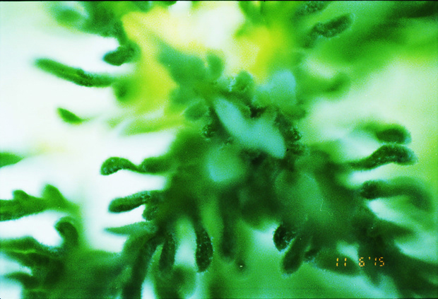 © Alexis Rodríguez Cancino. All Rights Reserved.