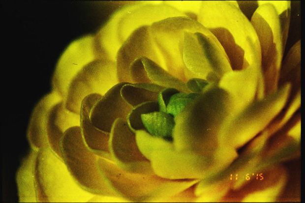 © Alexis Rodríguez Cancino. All Rights Reserved.