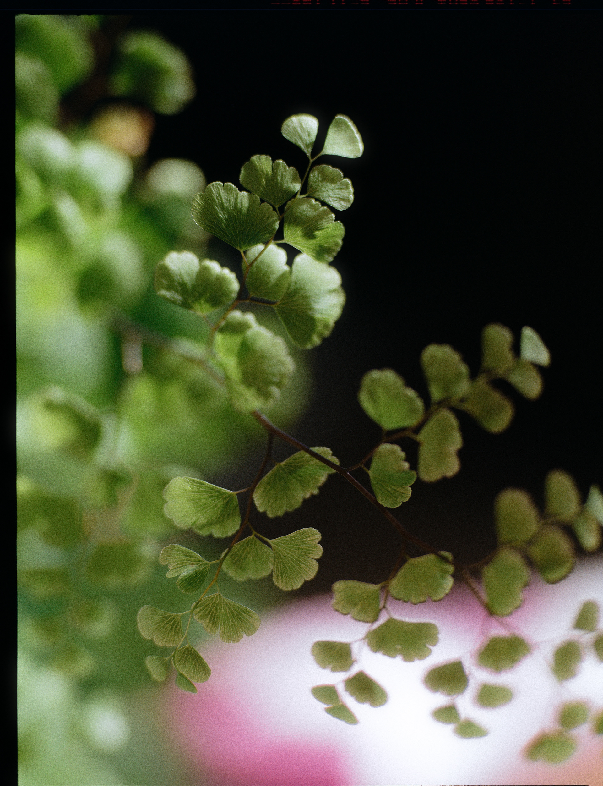 © Alexis Rodríguez Cancino. All Rights Reserved.