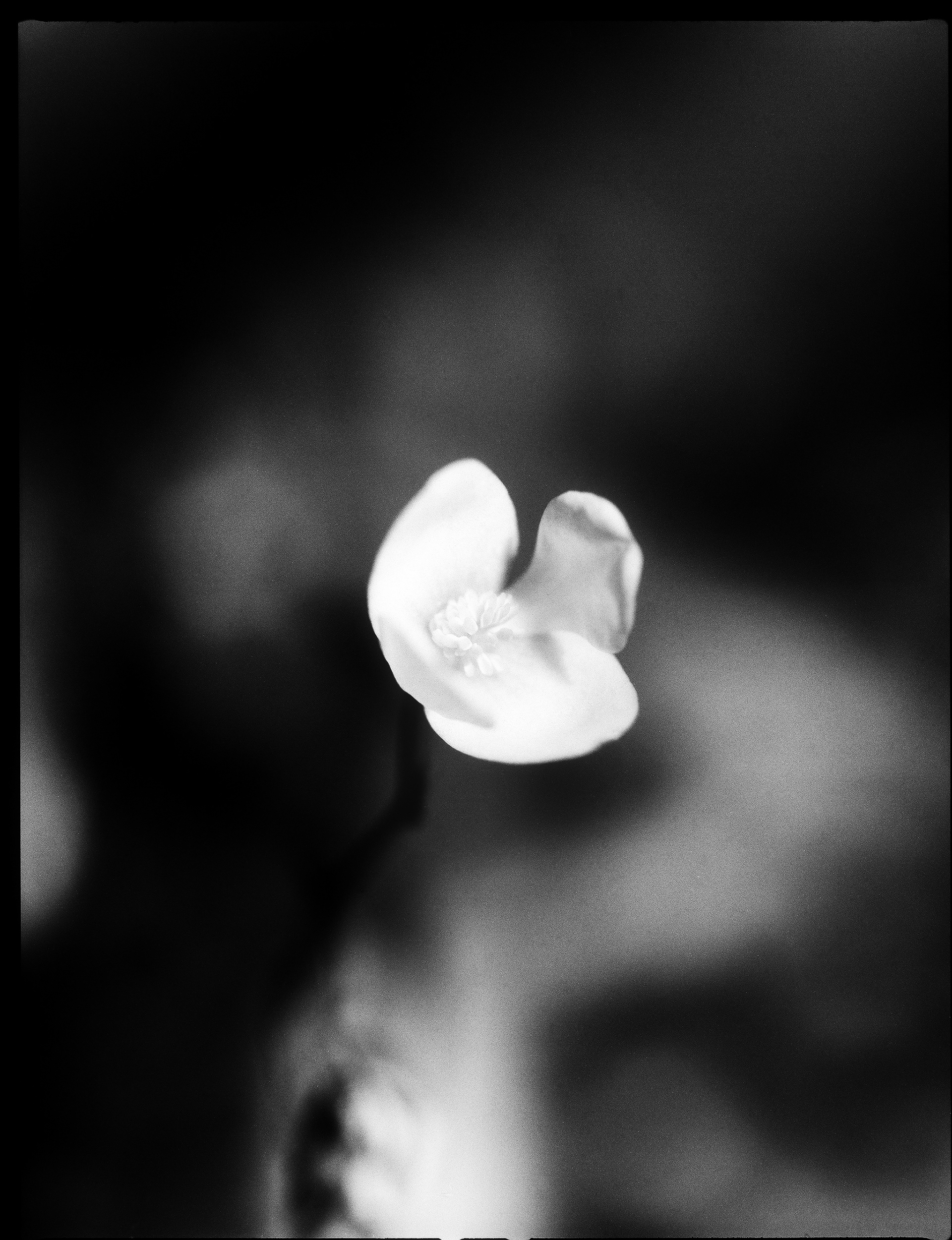 © Alexis Rodríguez Cancino. All Rights Reserved.