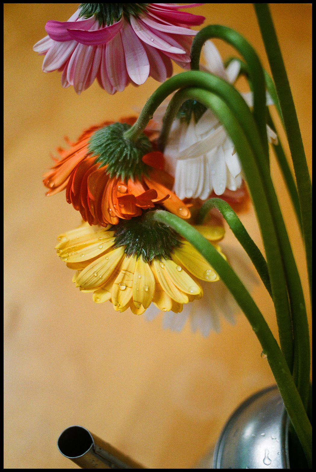 © Alexis Rodríguez Cancino. All Rights Reserved.