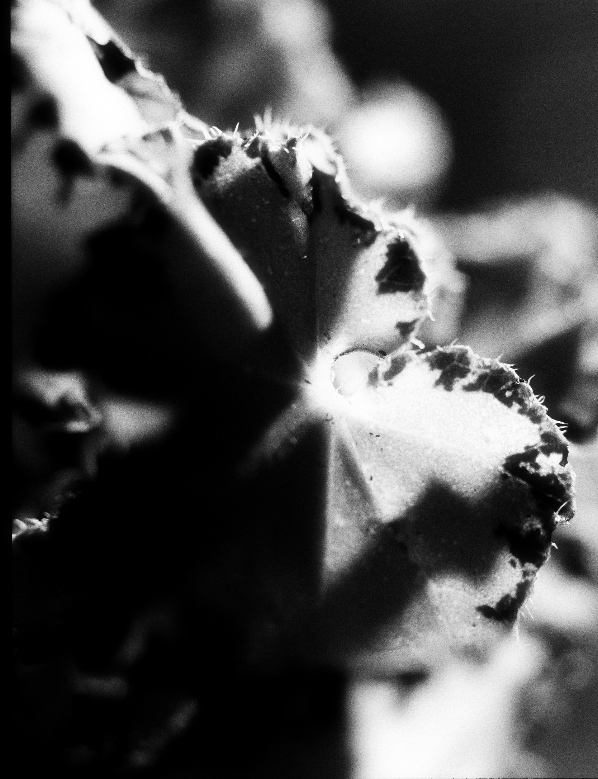 © Alexis Rodríguez Cancino. All Rights Reserved.