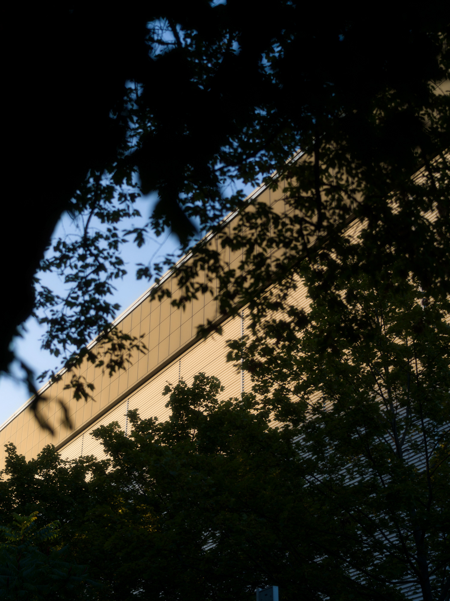 © Alexis Rodríguez Cancino. All Rights Reserved.