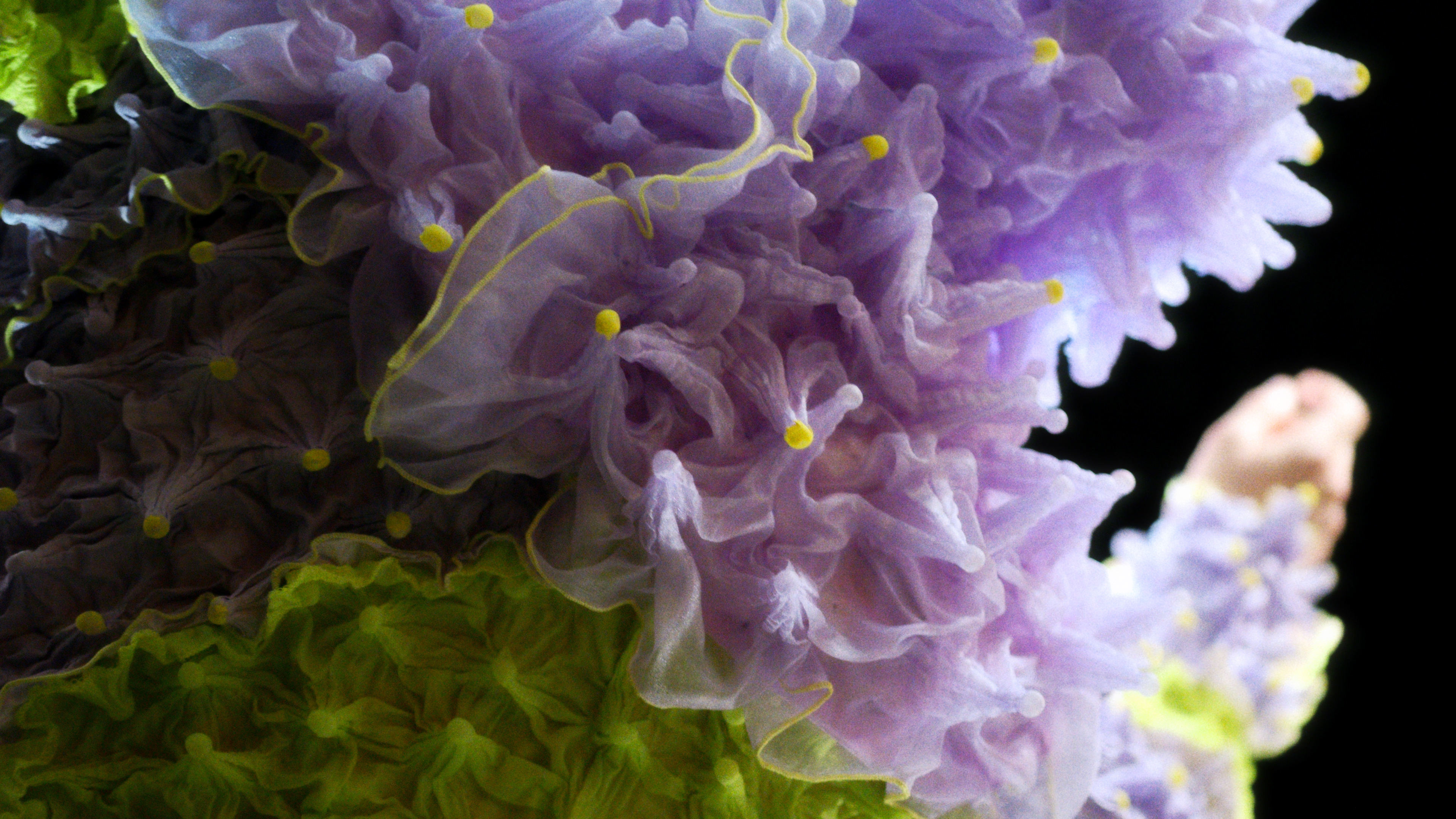 HYPER CORAL - MYKA / Betty Nansen - Edison, Copenhagen, 2025