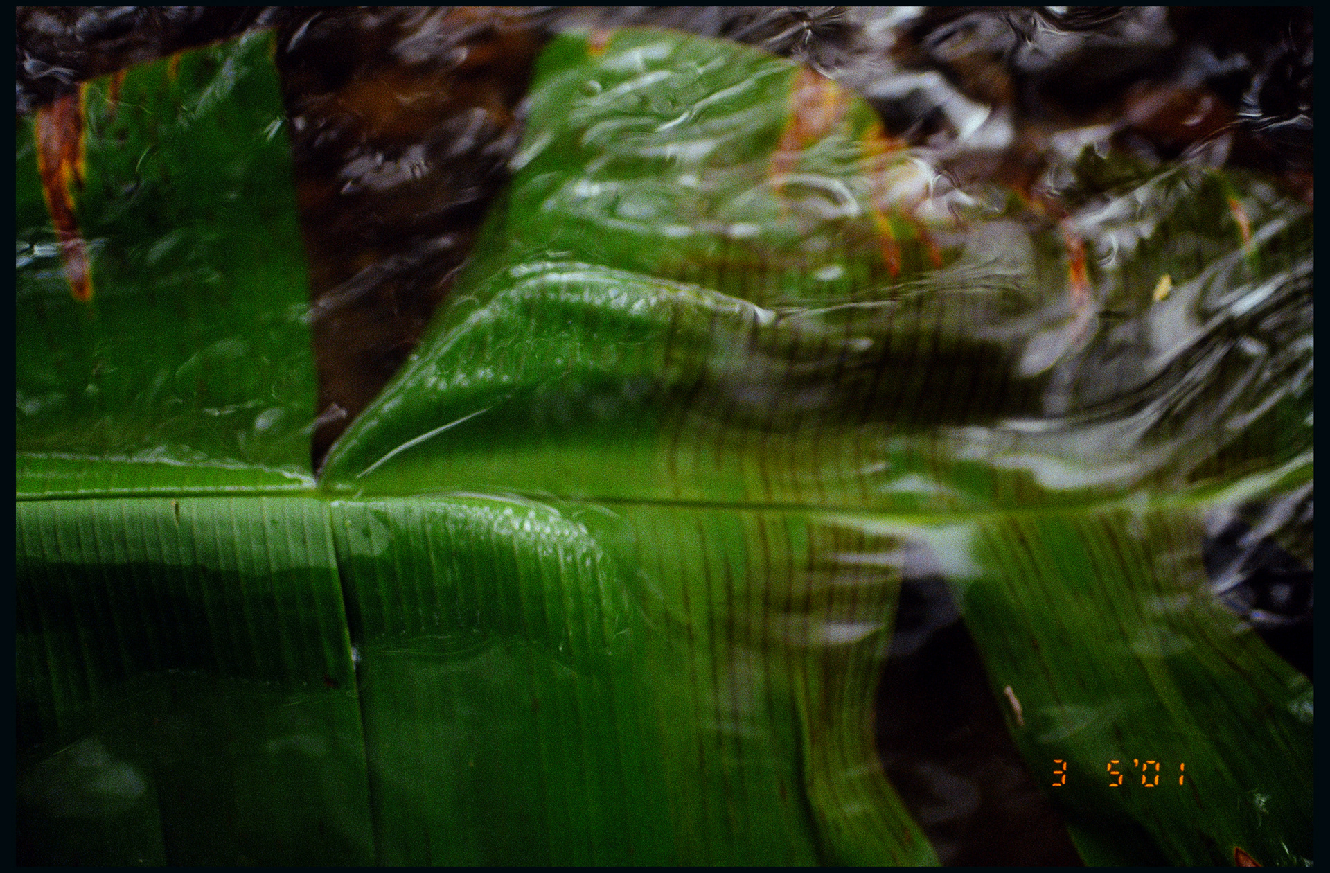 © Alexis Rodríguez Cancino. All Rights Reserved.