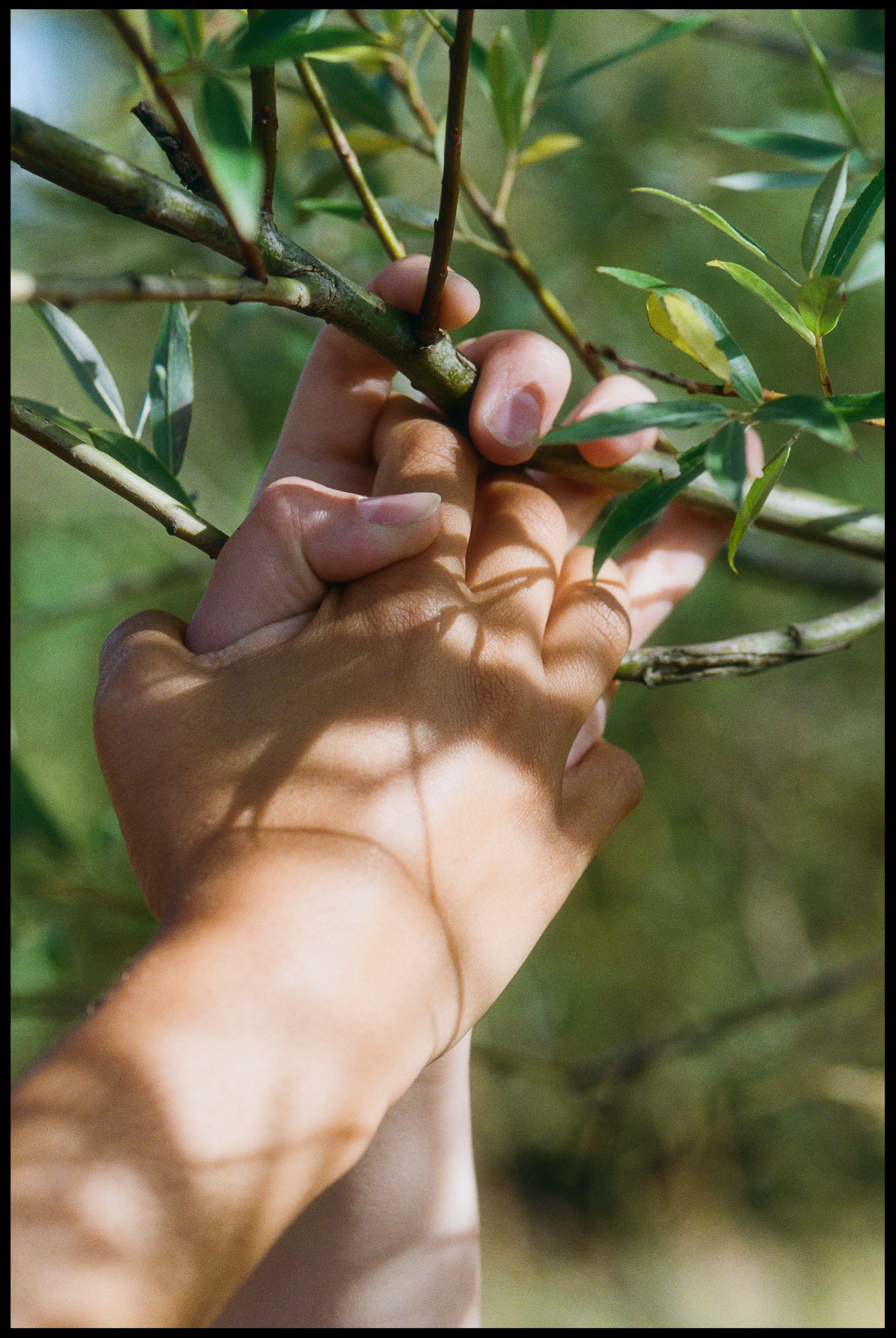 © Alexis Rodríguez Cancino. All Rights Reserved.