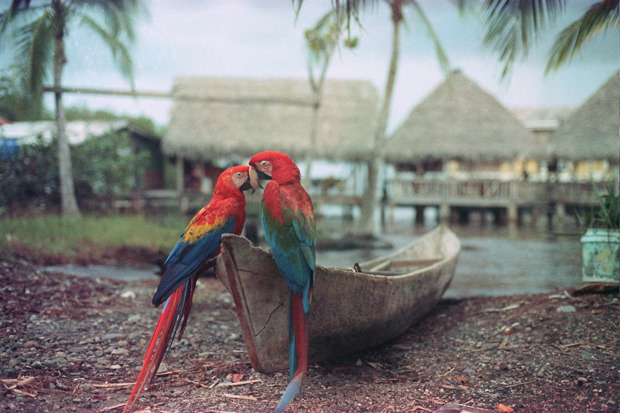 © Alexis Rodríguez Cancino. All Rights Reserved.