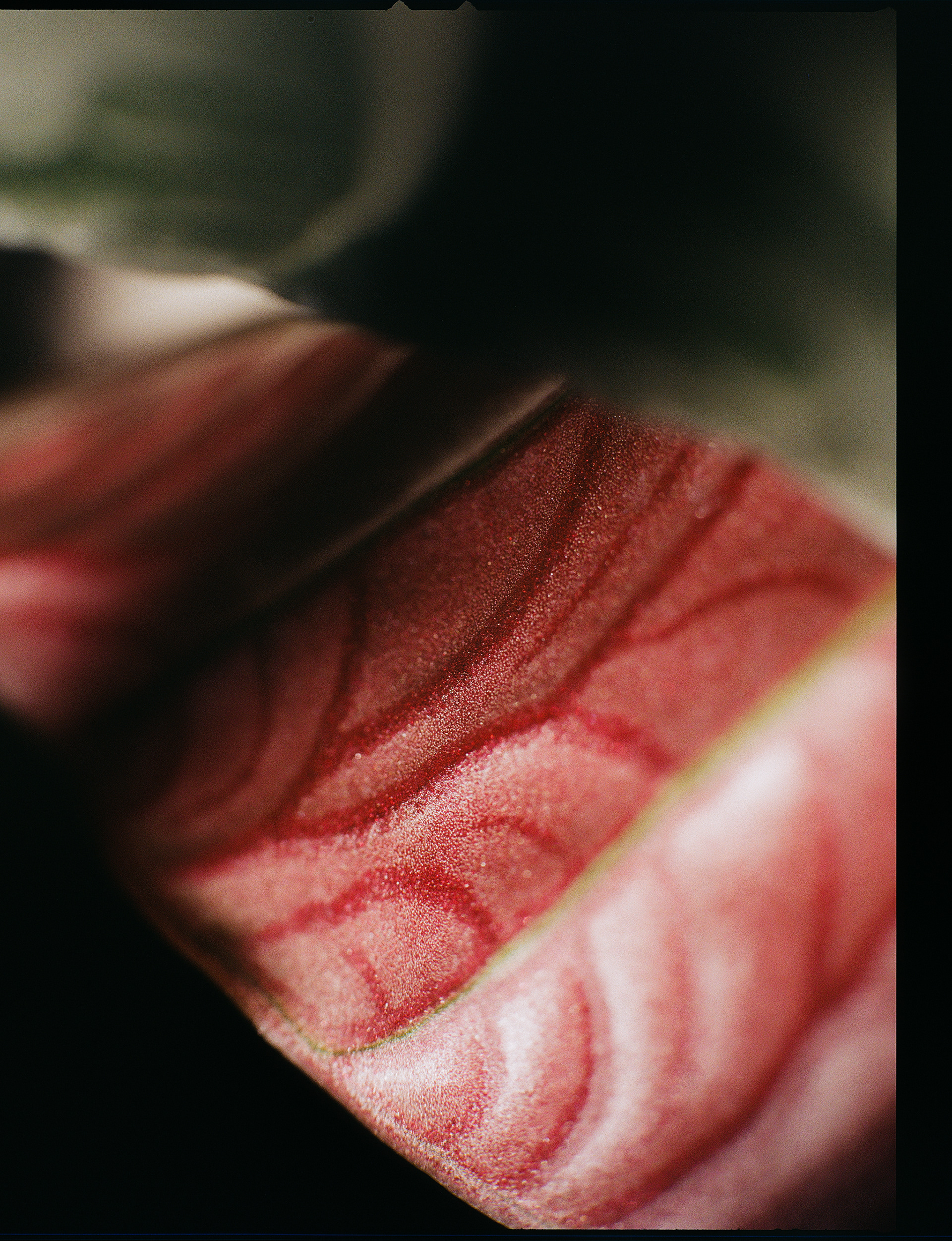 © Alexis Rodríguez Cancino. All Rights Reserved.