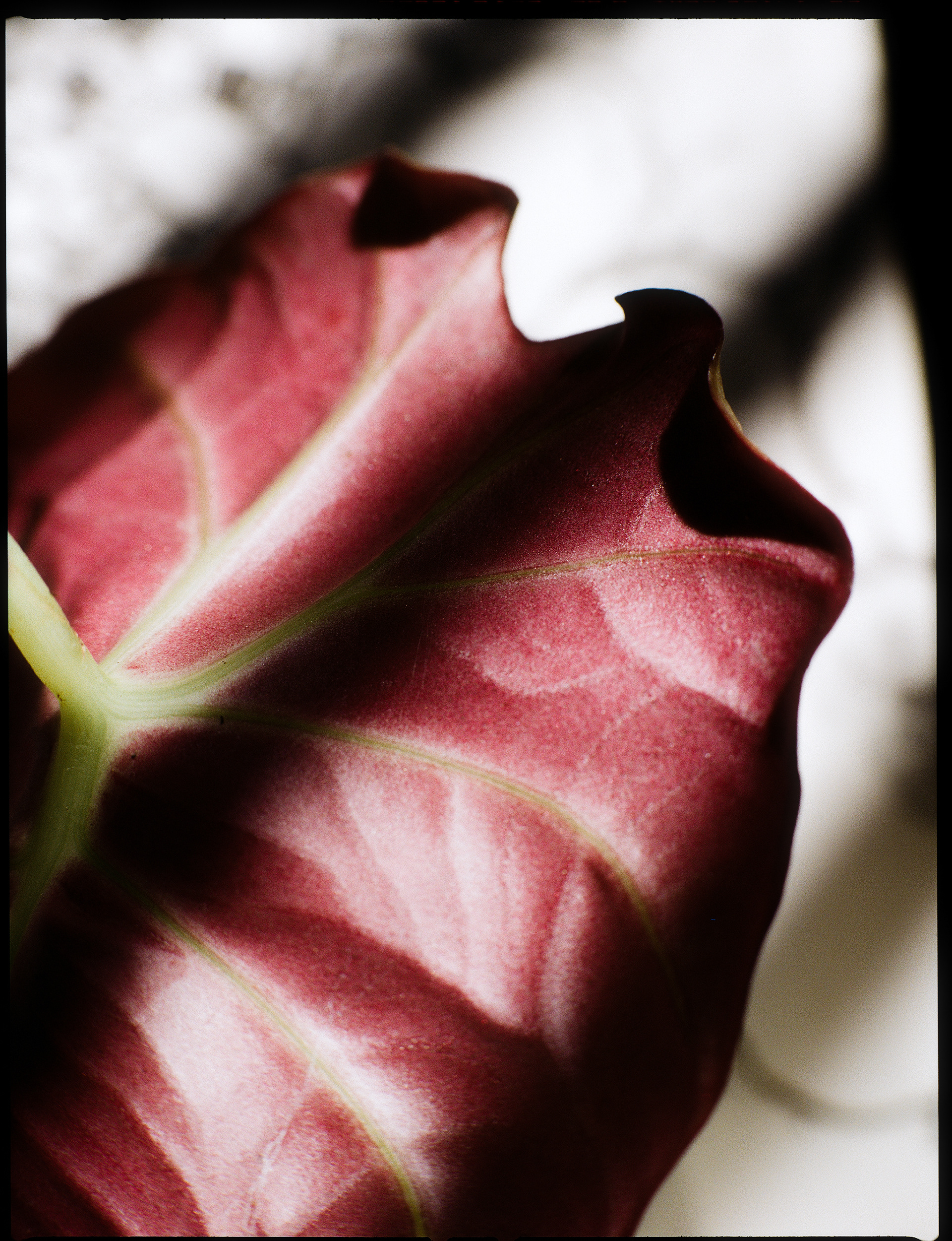 © Alexis Rodríguez Cancino. All Rights Reserved.