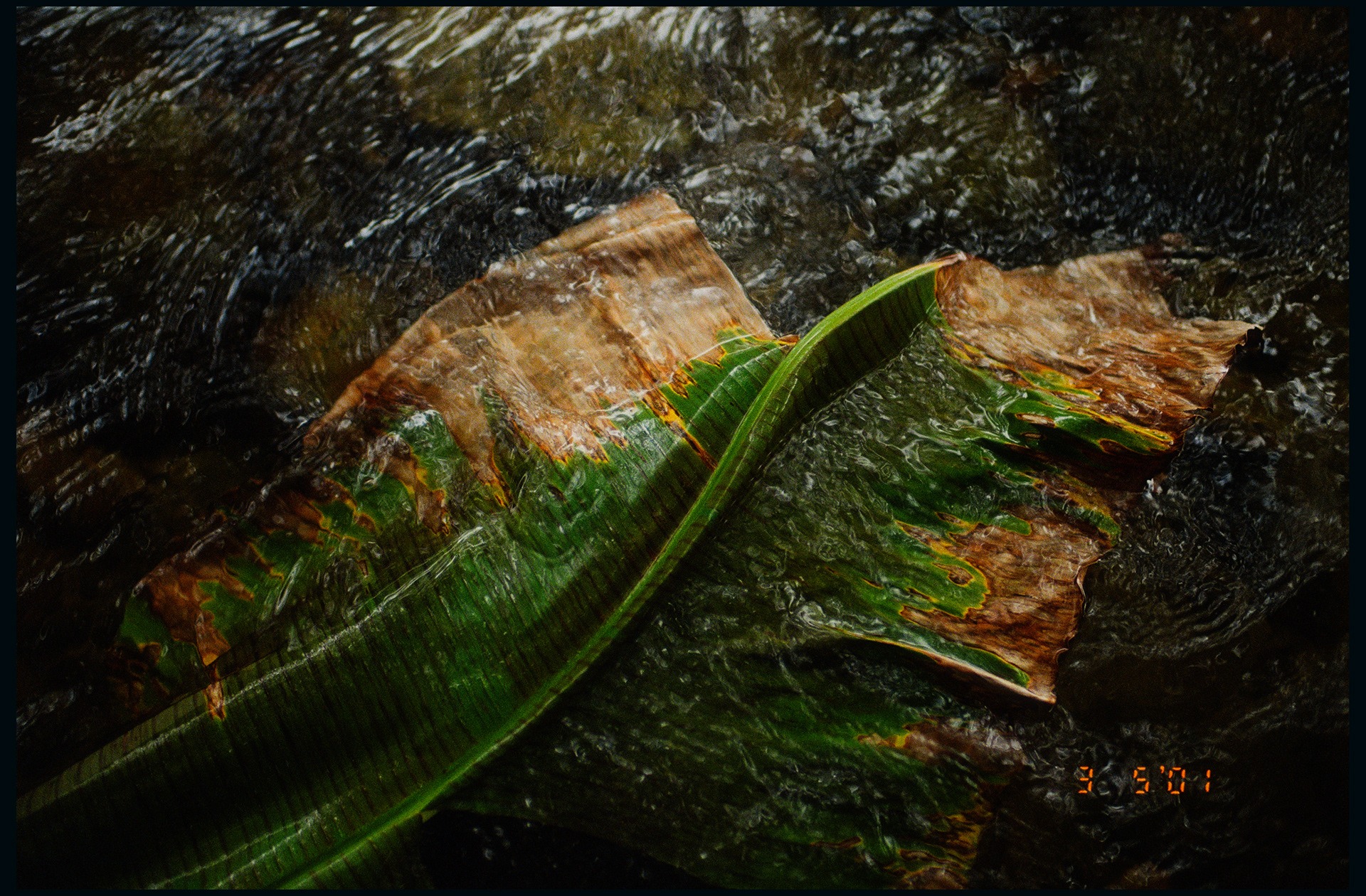 © Alexis Rodríguez Cancino. All Rights Reserved.