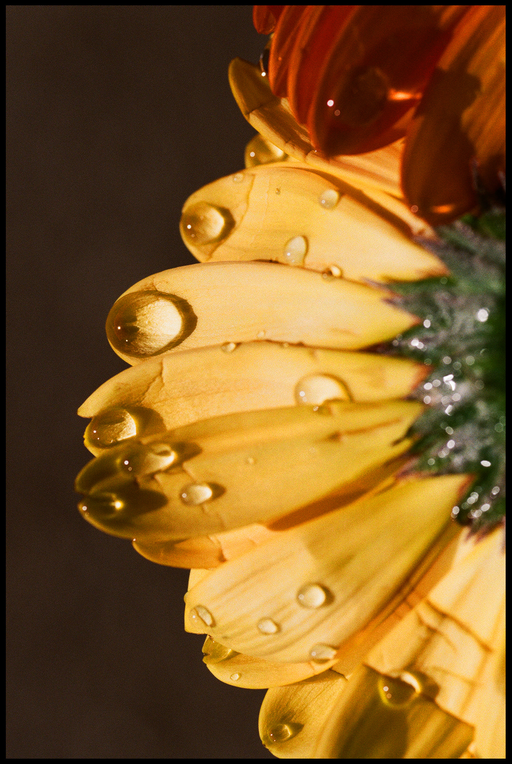 © Alexis Rodríguez Cancino. All Rights Reserved.