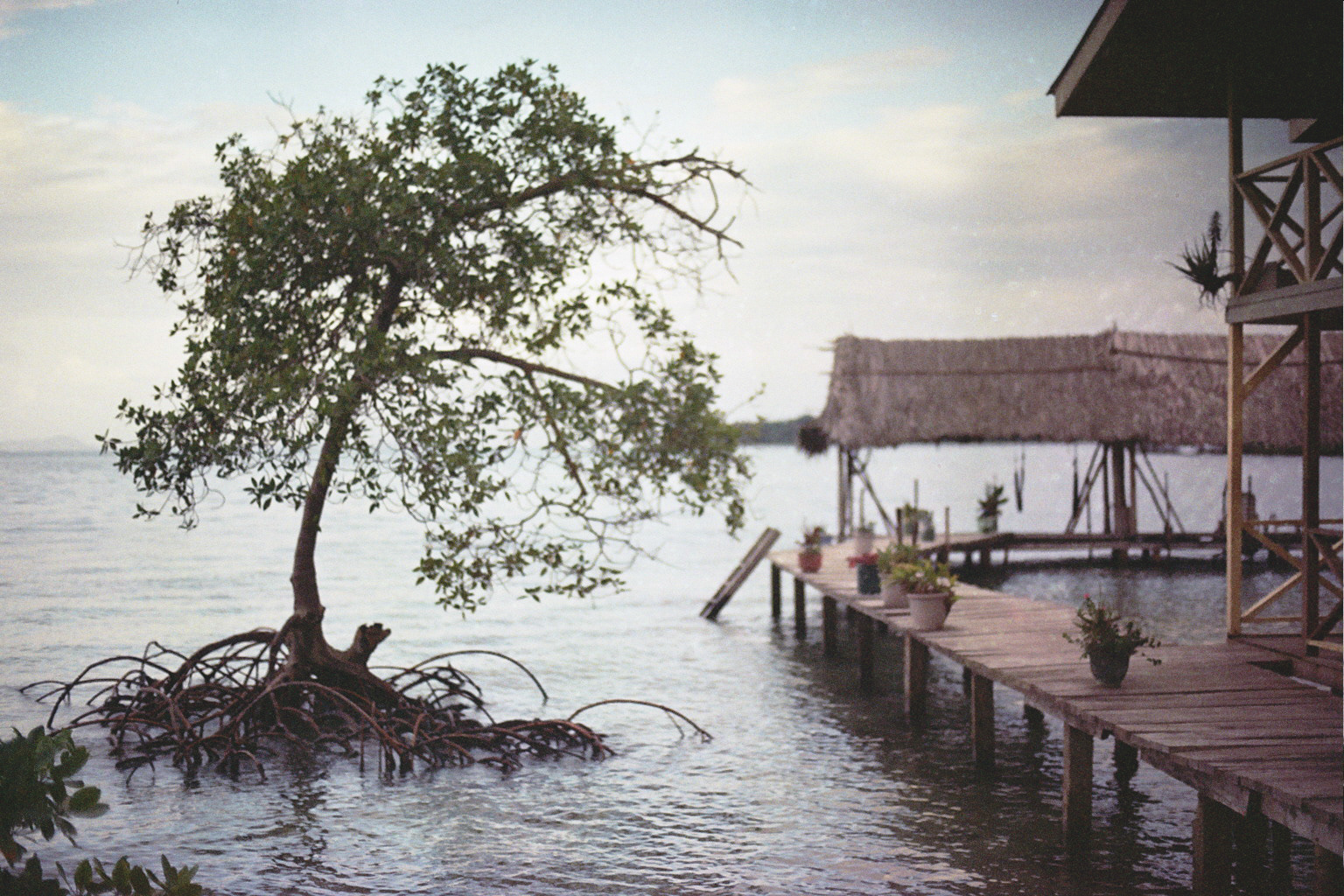 © Alexis Rodríguez Cancino. All Rights Reserved.