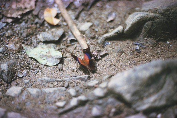 © Alexis Rodríguez Cancino. All Rights Reserved.