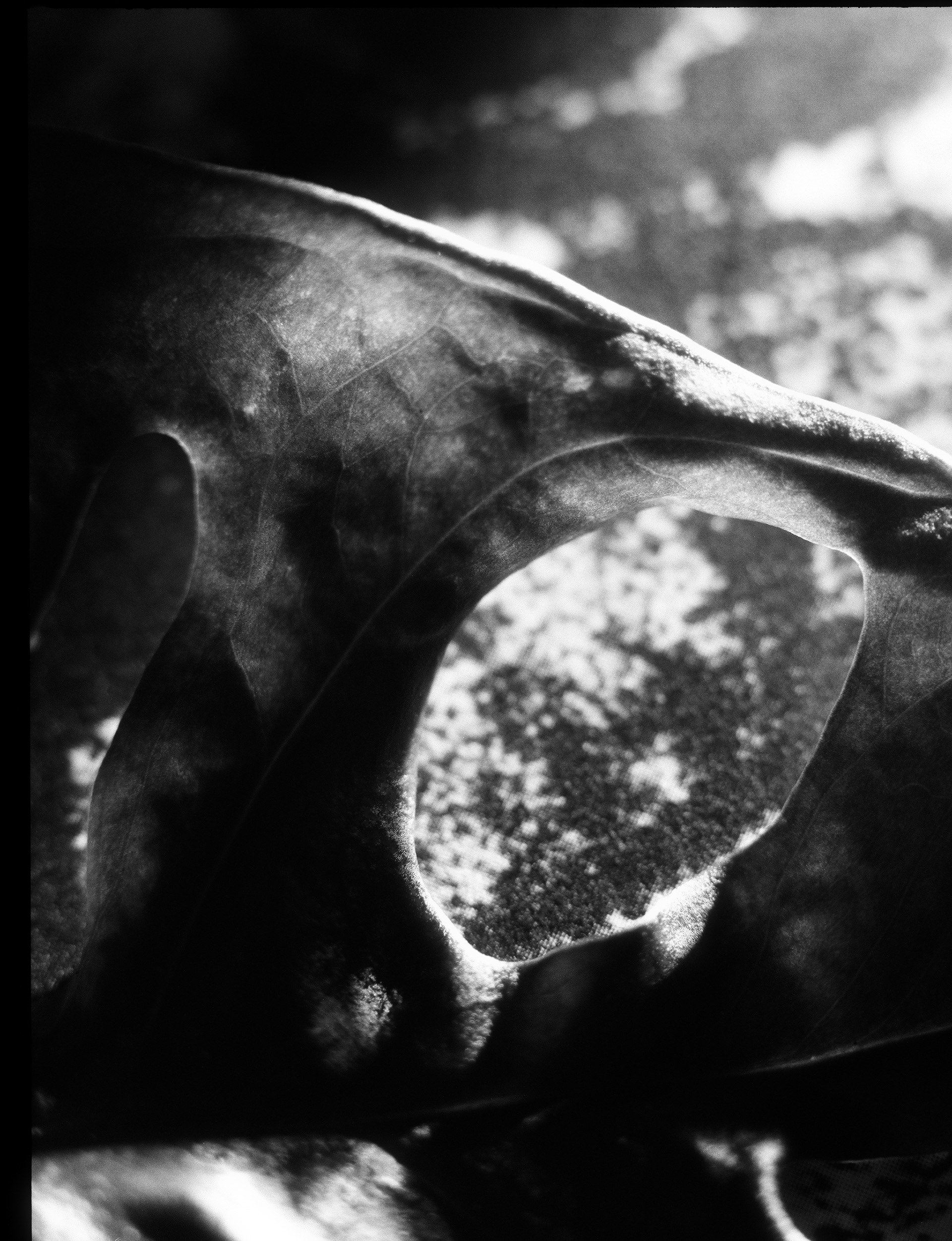 © Alexis Rodríguez Cancino. All Rights Reserved.