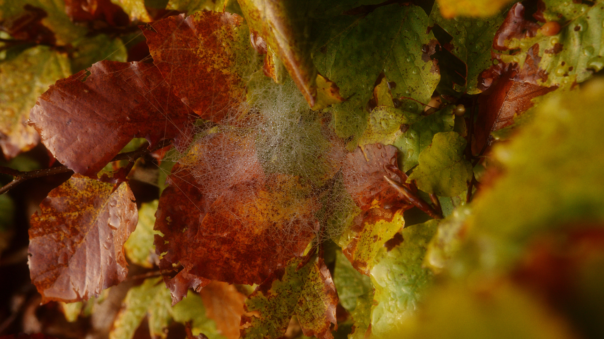 Native Instruments / Sebastian Mullaert - Röstånga, 2021