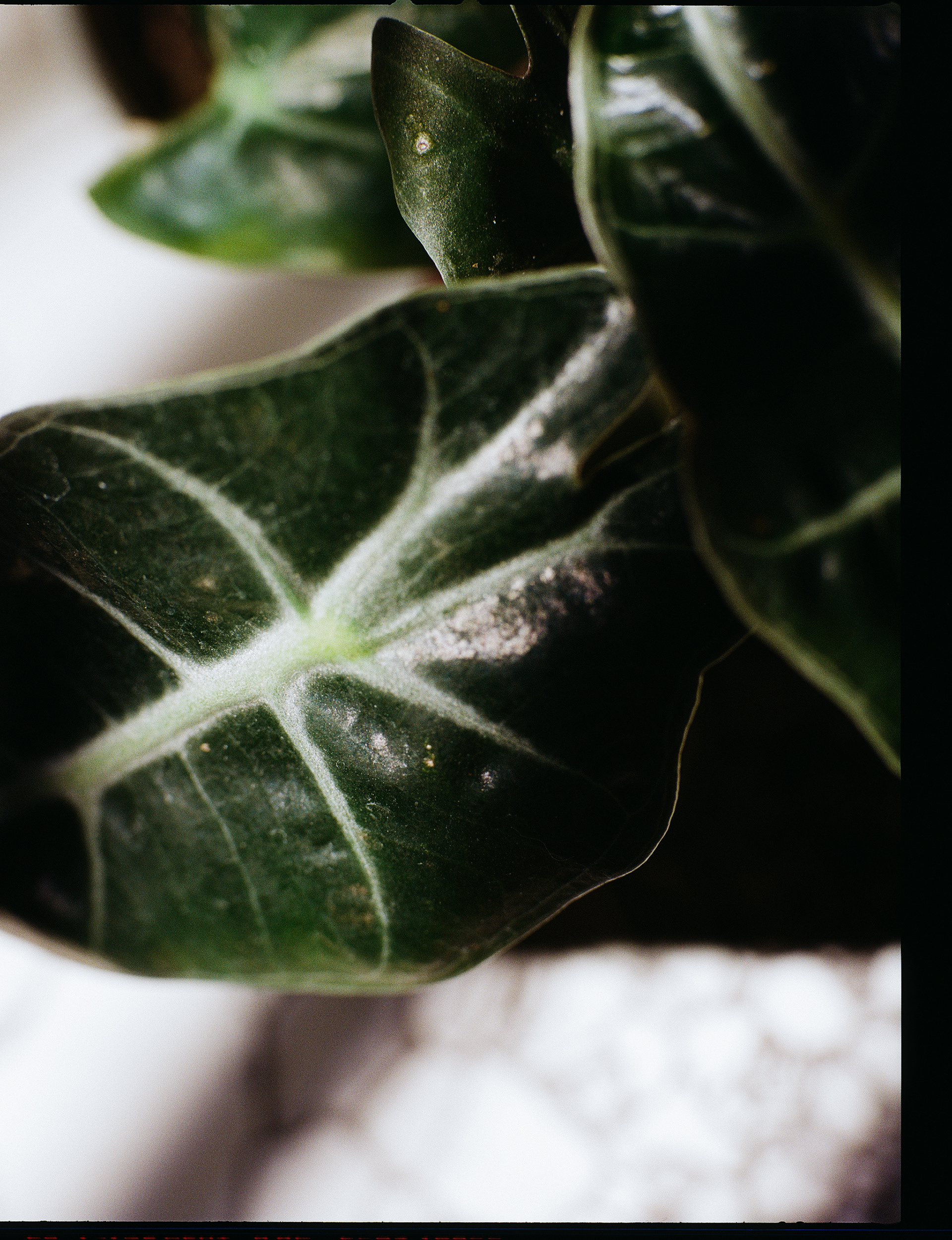 © Alexis Rodríguez Cancino. All Rights Reserved.