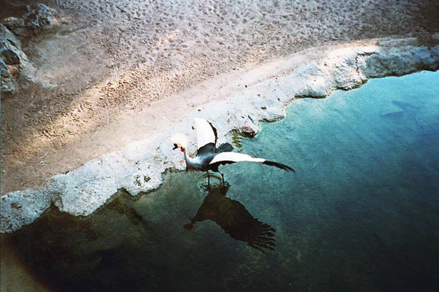 © Alexis Rodríguez Cancino. All Rights Reserved.