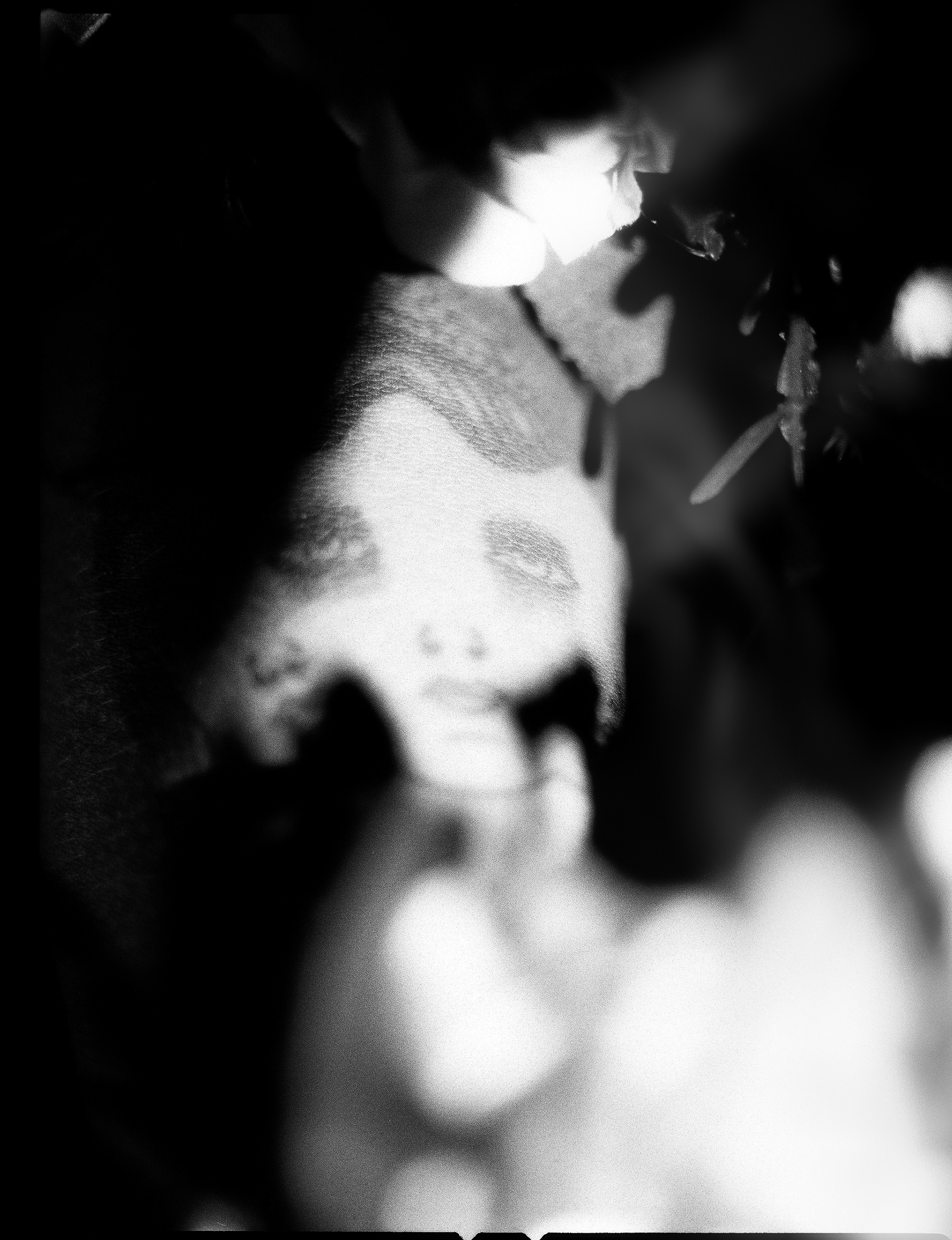 © Alexis Rodríguez Cancino. All Rights Reserved.