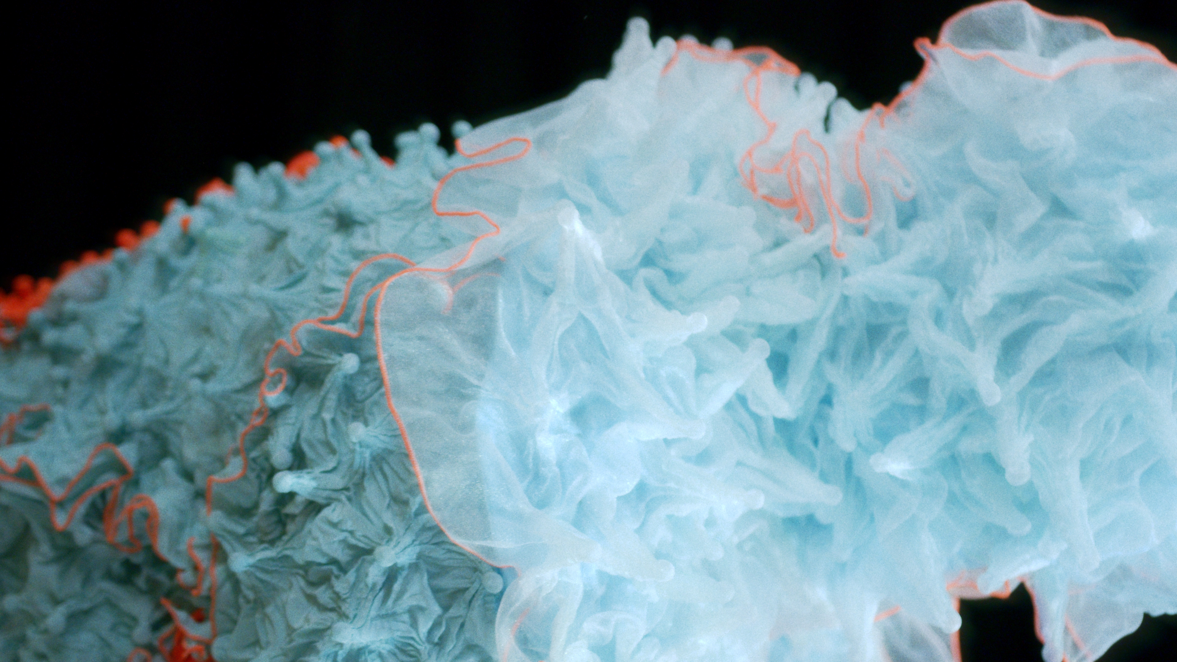 HYPER CORAL - MYKA / Betty Nansen - Edison, Copenhagen, 2025