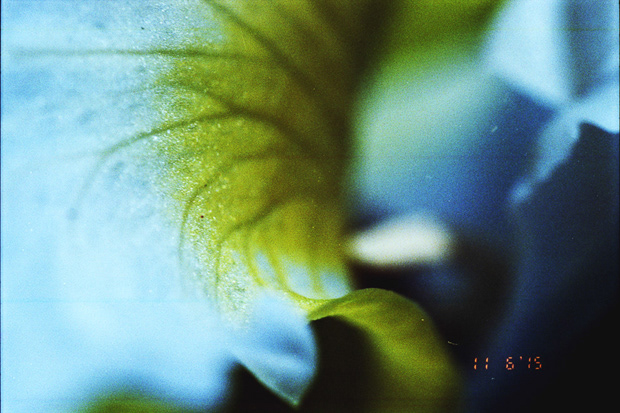 © Alexis Rodríguez Cancino. All Rights Reserved.