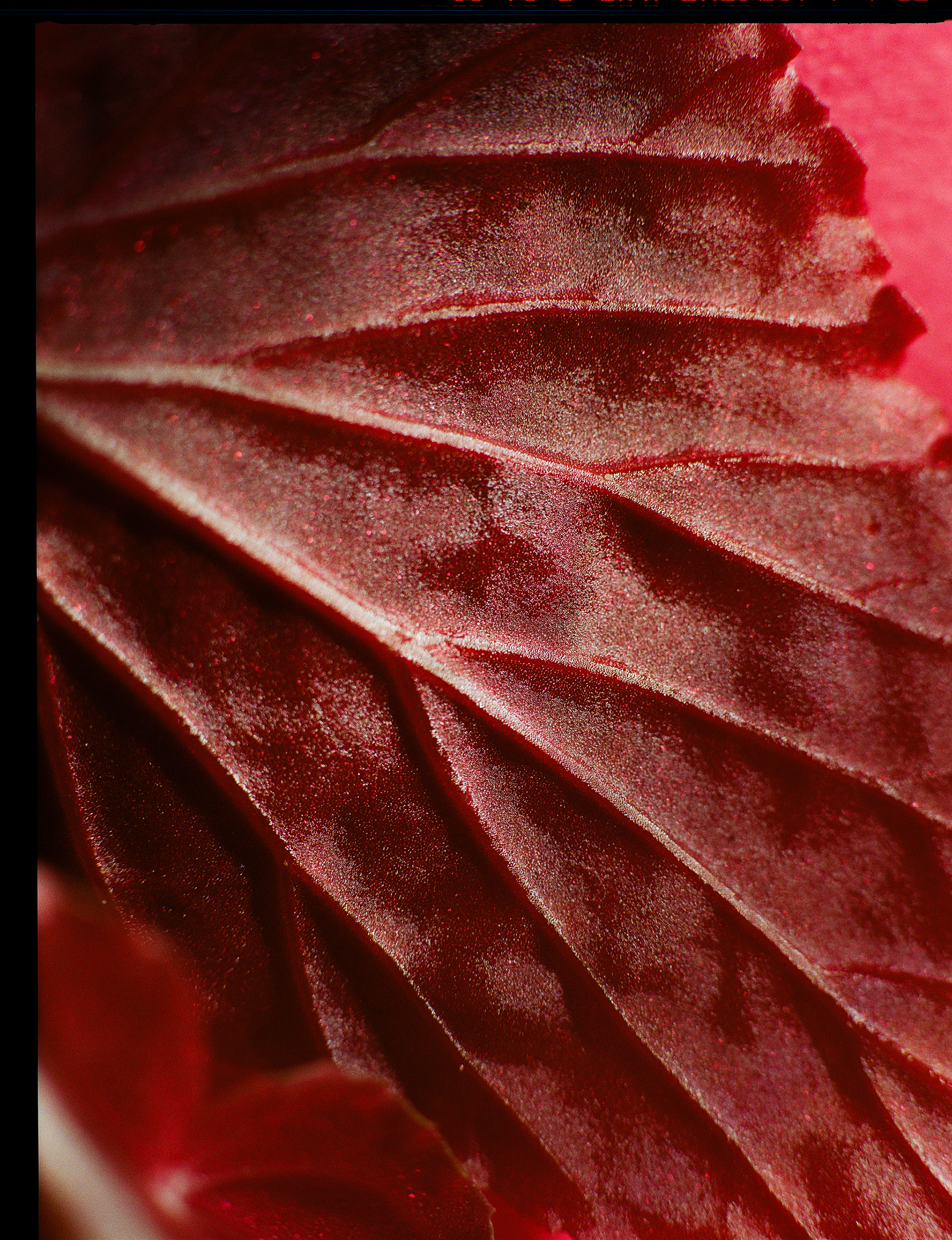 © Alexis Rodríguez Cancino. All Rights Reserved.