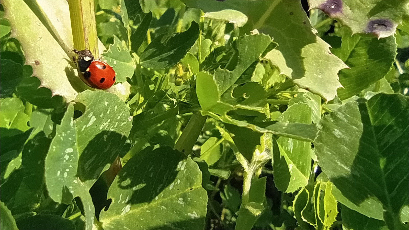 Vegetación y fauna en zona arada