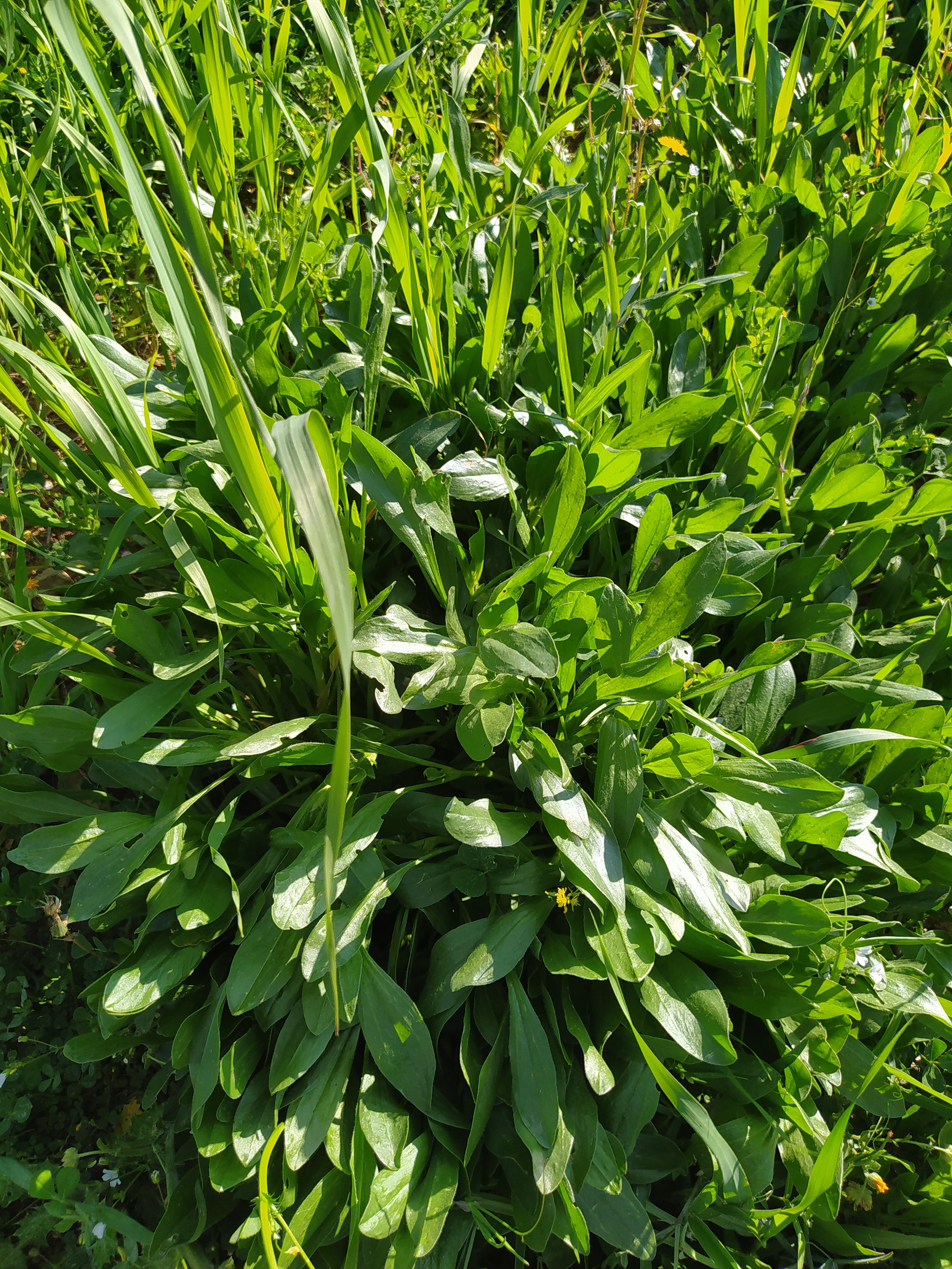 Vegetación en zona arada